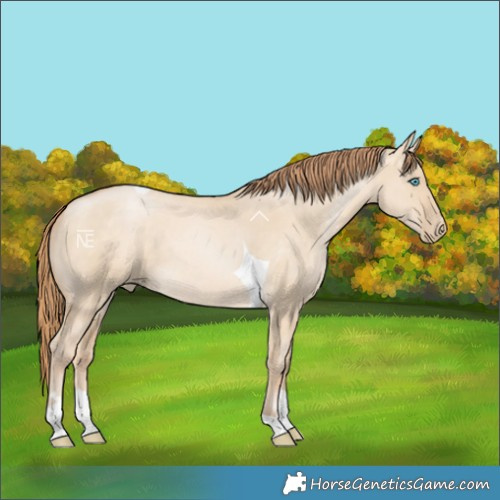 Horse Color:Buckskin Pearl Dun Tobiano Rabicano 