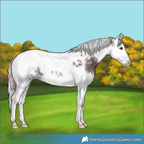 Horse Color:Silver Brown Ice Splash Tobiano