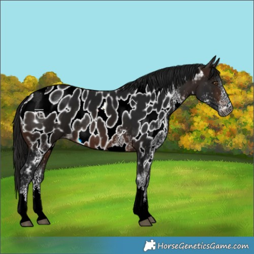 Horse Color:Gray White Spotted Bay Tobiano Near Leopard Rabicano