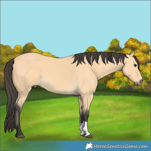 Horse Color:Buckskin