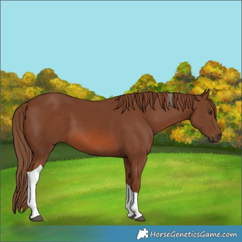 Horse Color:Chestnut Tobiano 