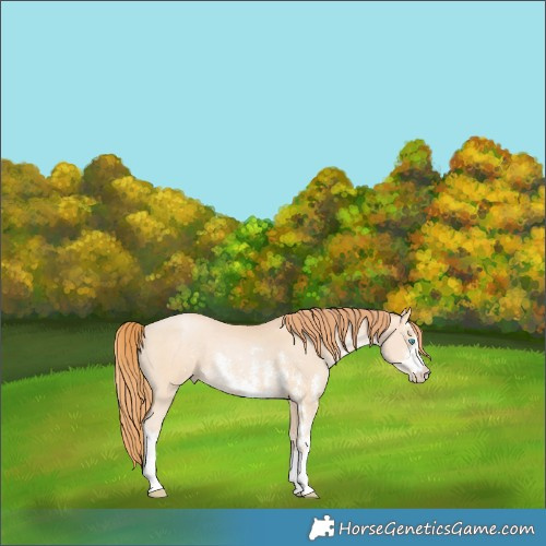 Horse Color:Bay Sabino Rabicano