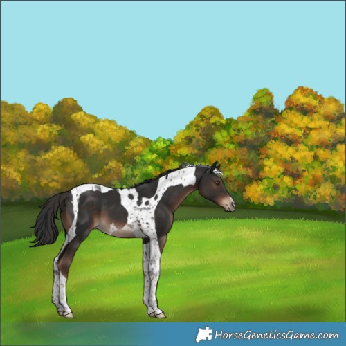 Horse Color:Liver Chestnut Tobiano 