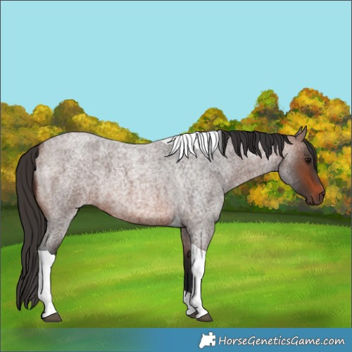 Horse Color:Brown Roan Tobiano 
