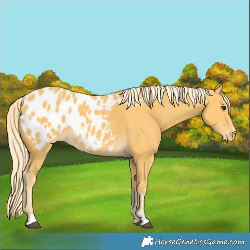 Horse Color:Palomino Blanket