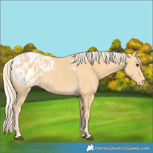 Horse Color:Palomino Blanket