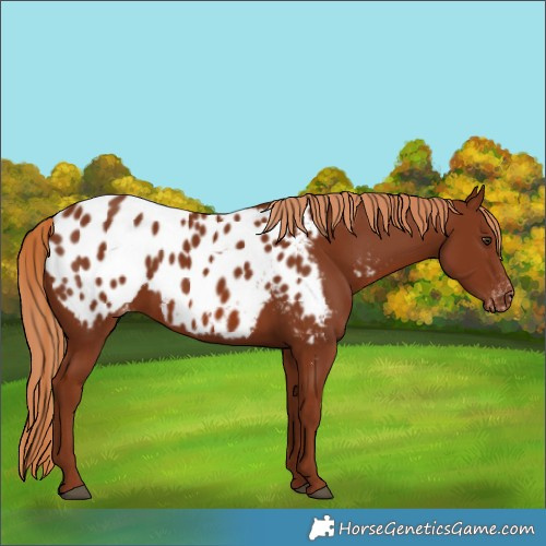 Horse Color:Chestnut Blanket 
