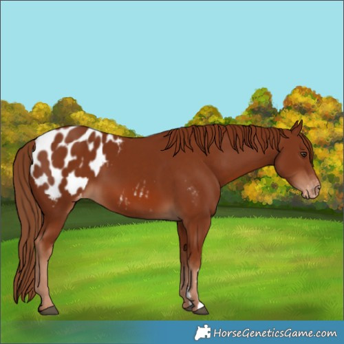 Horse Color:Chestnut Blanket 