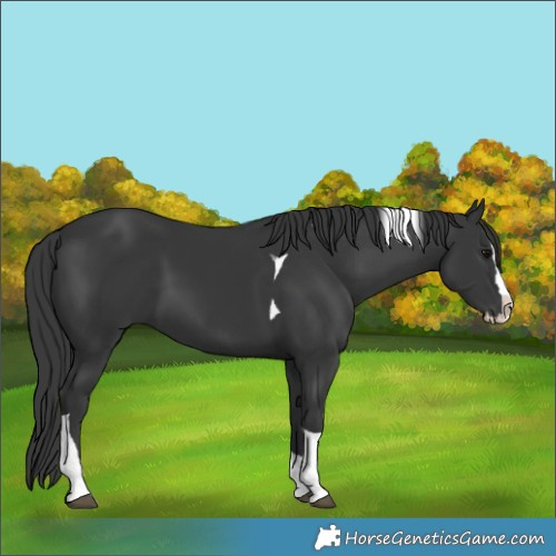 Horse Color:Black Splash Tobiano 