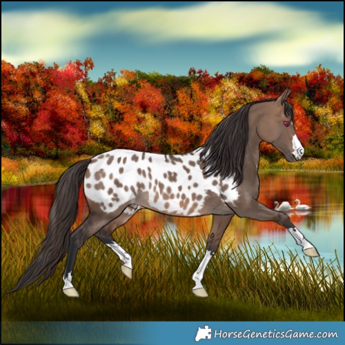 Horse Color:Brown Dun Blanket 