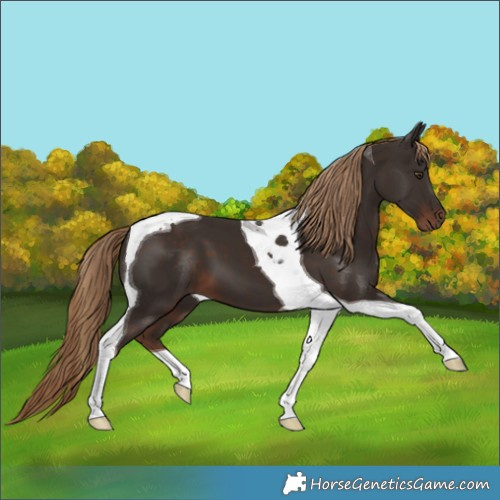 Horse Color:Liver Chestnut Tobiano 