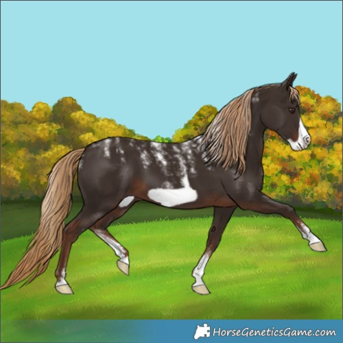 Horse Color:Powder White Liver Chestnut Frame 