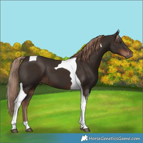 Horse Color:Liver Chestnut Tobiano 