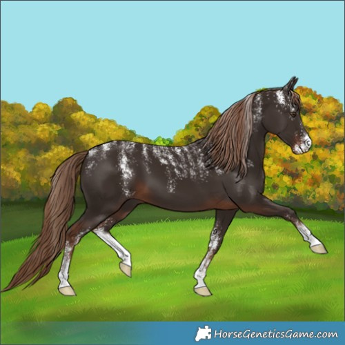 Horse Color:Powder White Liver Chestnut 