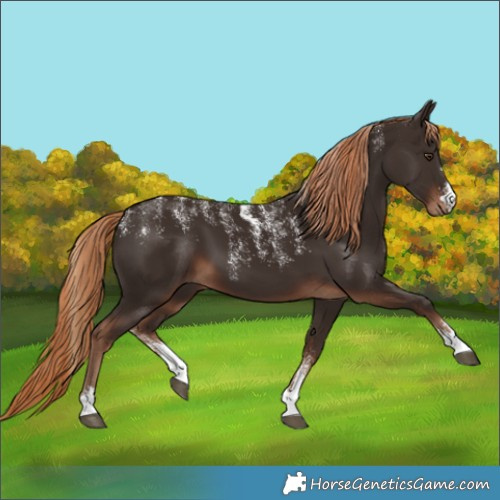 Horse Color:Powder White Liver Chestnut 