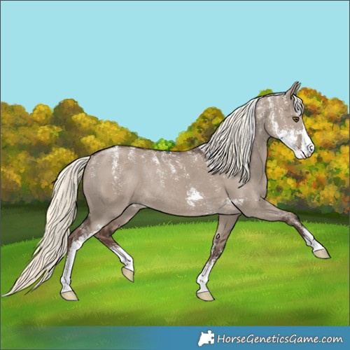 Horse Color:Powder White Liver Red Dun Mushroom Sabino Rabicano 