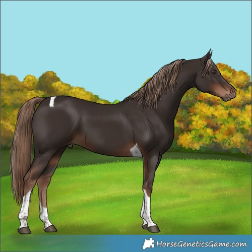 Horse Color:Liver Chestnut Tobiano 
