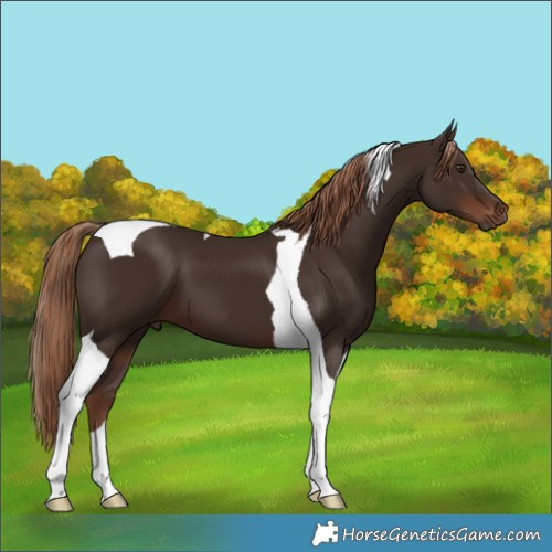 Horse Color:Liver Chestnut Tobiano 