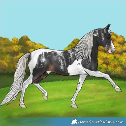 Horse Color:Powder White Liver Chestnut Mushroom Tobiano