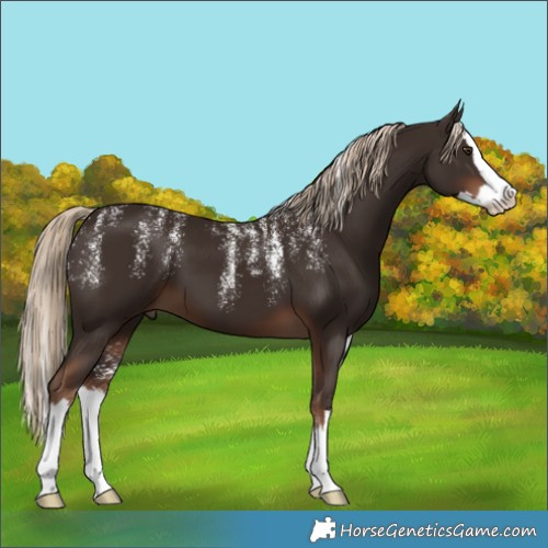 Horse Color:Powder White Liver Chestnut Splash 