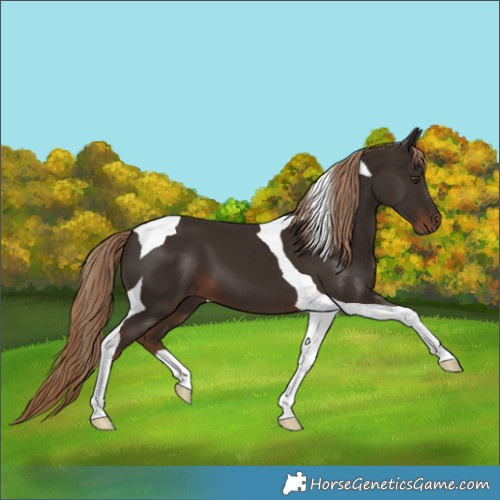 Horse Color:Liver Chestnut Tobiano