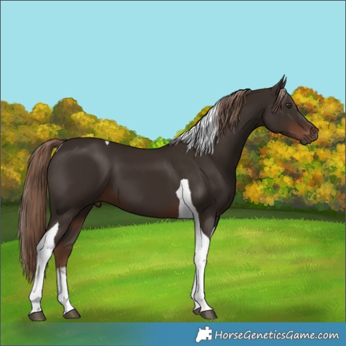 Horse Color:Liver Chestnut Tobiano 