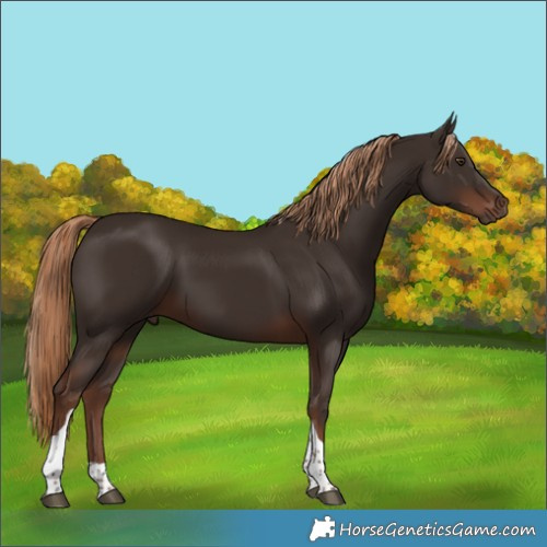 Horse Color:Liver Chestnut Tobiano 