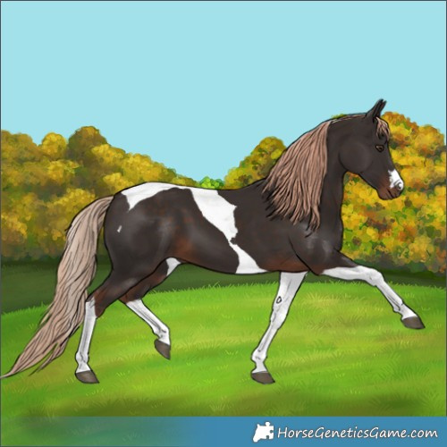 Horse Color:Liver Chestnut Tobiano 