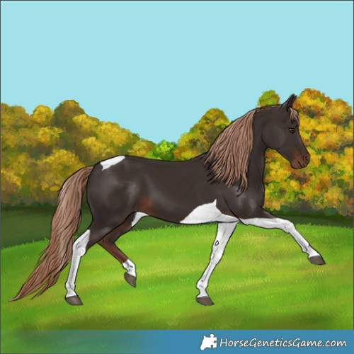 Horse Color:Liver Chestnut Tobiano