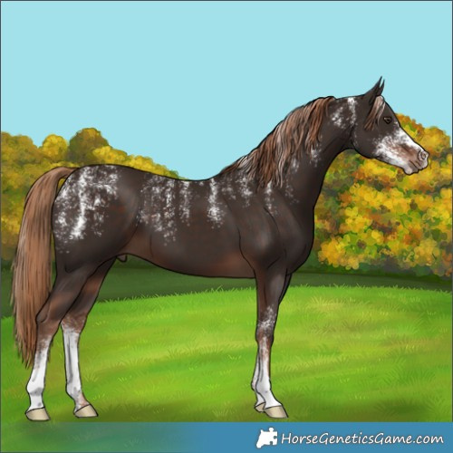 Horse Color:Powder White Liver Chestnut 