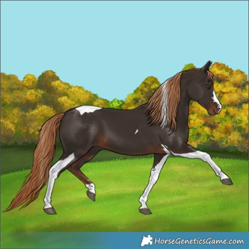 Horse Color:Liver Chestnut Tobiano 