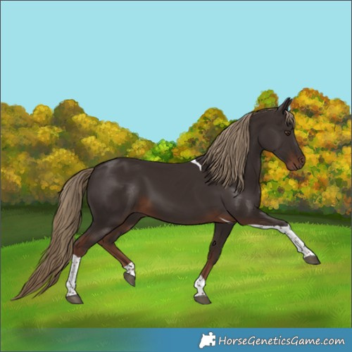 Horse Color:Liver Chestnut Tobiano 