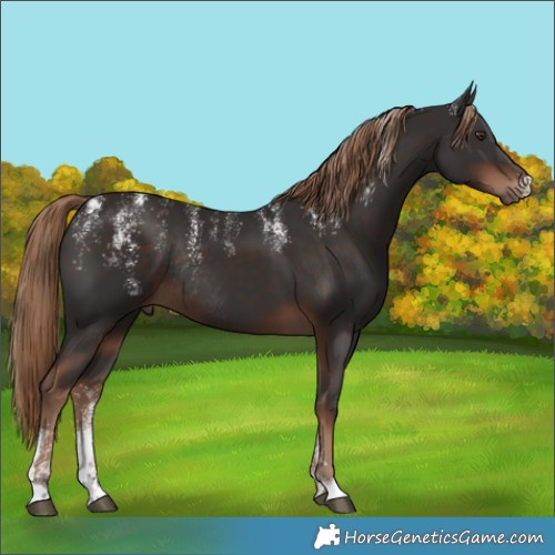 Horse Color:Powder White Liver Chestnut Rabicano