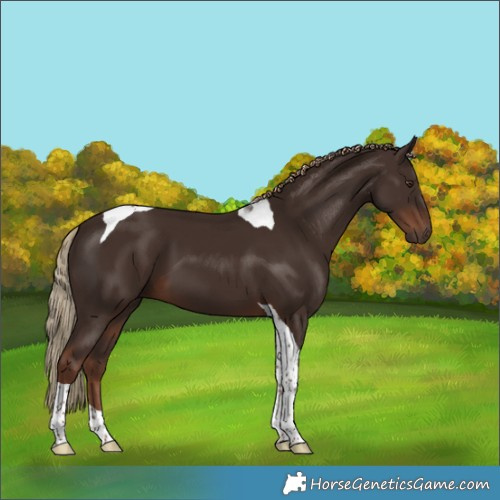 Horse Color:Liver Chestnut Tobiano