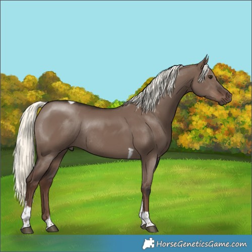 Horse Color:Liver Red Dun Mushroom Tobiano Rabicano 