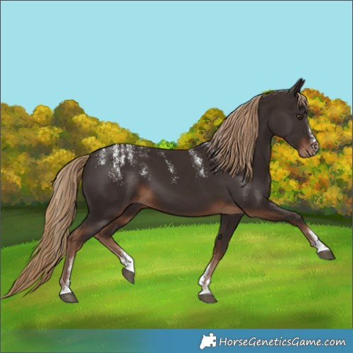 Horse Color:Powder White Liver Chestnut 