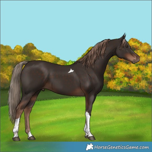 Horse Color:Liver Chestnut Tobiano