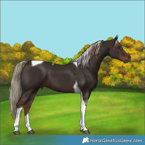 Horse Color:Liver Chestnut Tobiano 