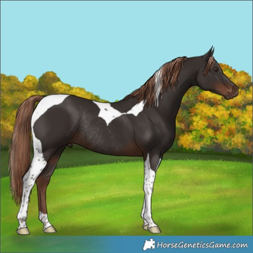 Horse Color:Liver Chestnut Tobiano Rabicano 