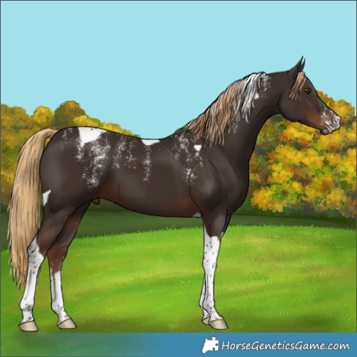 Horse Color:Powder White Liver Chestnut Tobiano 