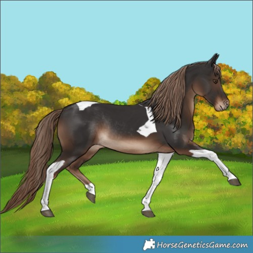 Horse Color:Liver Chestnut Tobiano Rabicano