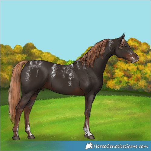 Horse Color:Powder White Liver Chestnut 