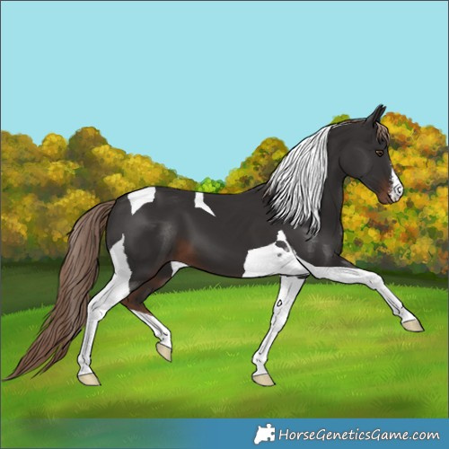 Horse Color:White Spotted Liver Chestnut Tobiano 