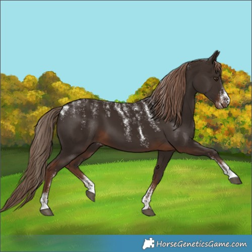 Horse Color:Powder White Liver Chestnut 