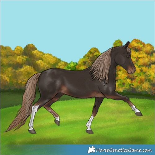 Horse Color:Liver Chestnut Tobiano