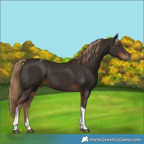 Horse Color:Liver Chestnut Tobiano