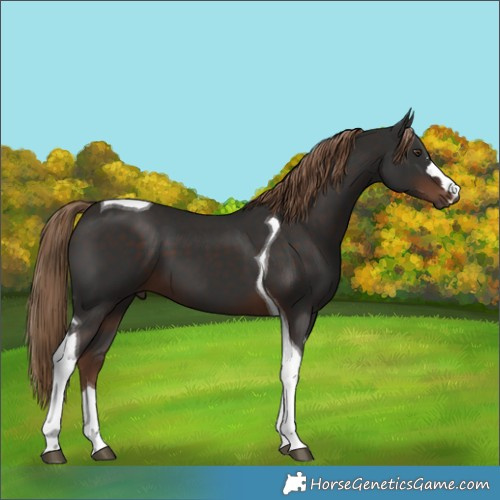 Horse Color:Liver Chestnut Tobiano 