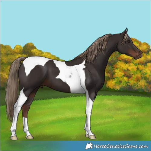 Horse Color:Liver Chestnut Tobiano 