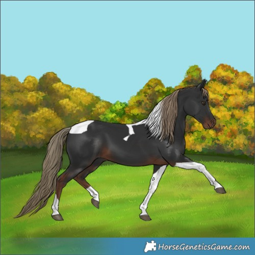 Horse Color:Liver Chestnut Tobiano 