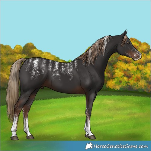 Horse Color:Powder White Liver Chestnut